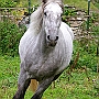 Spanish Norman Horse 1 (37)